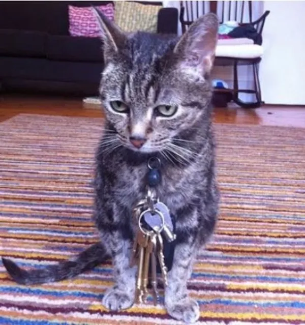 15 Momen Kocak Saat Kucing Terciduk Sedang Mencuri. Nggak Bisa Marah Saking Lucunya, kan? 24