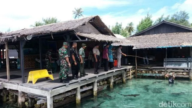 Misteri 110 Ikan Hiu Mati Mendadak di Penangkaran Karimunjawa. WWF: Hiu Tak Seharusnya Ditangkar 6