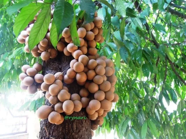 Bukan Sawo lo, ini 8 Manfaat Buah Kepel yang Tumbuhnya di Batang Pohon dan Makin Langka 9