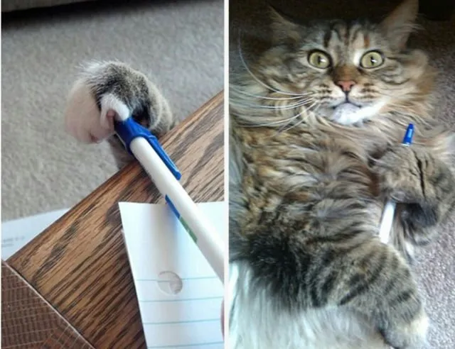 15 Momen Kocak Saat Kucing Terciduk Sedang Mencuri. Nggak Bisa Marah Saking Lucunya, kan? 21
