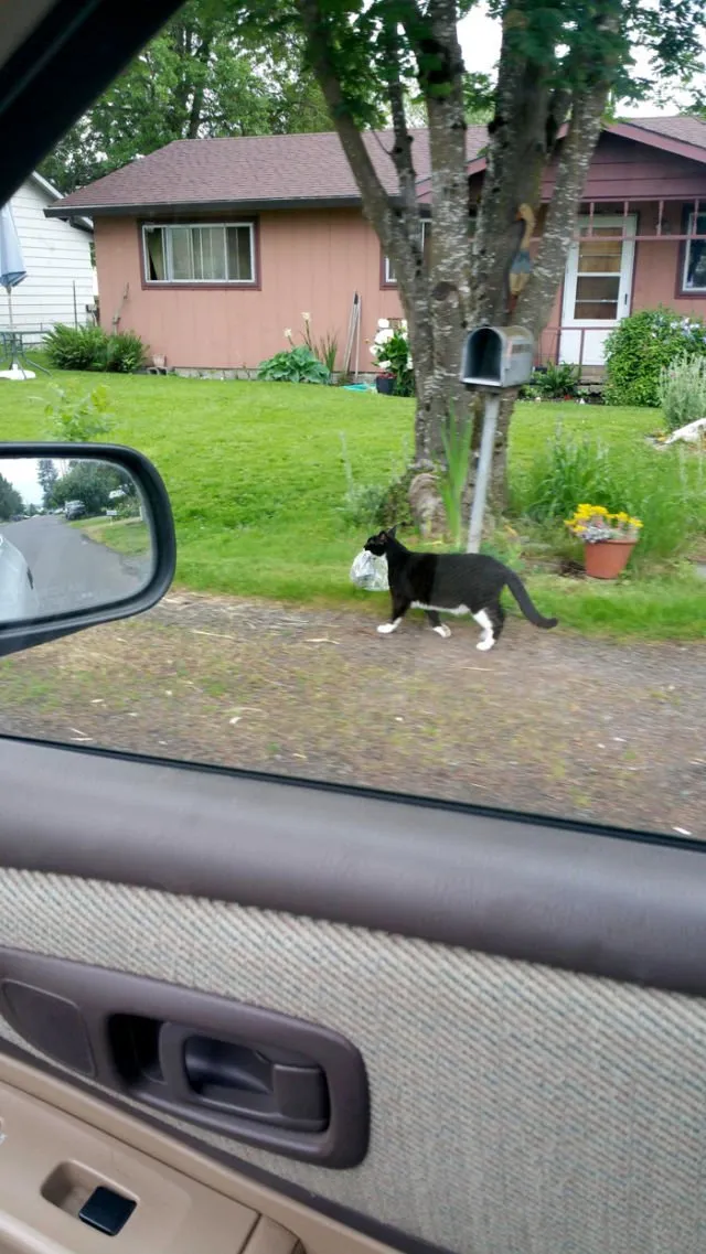 15 Momen Kocak Saat Kucing Terciduk Sedang Mencuri. Nggak Bisa Marah Saking Lucunya, kan? 18