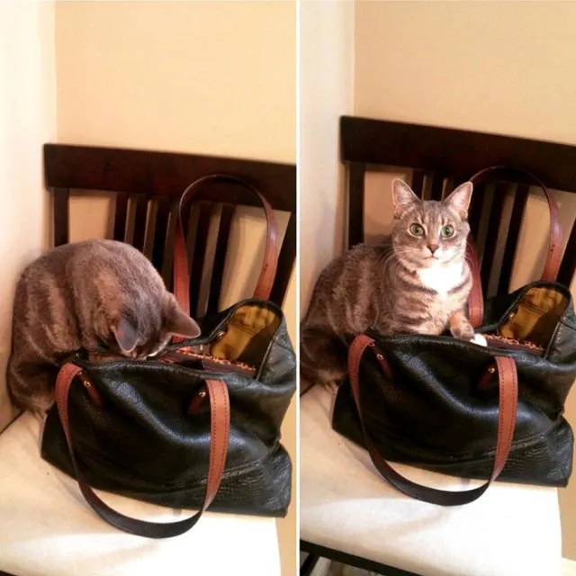 15 Momen Kocak Saat Kucing Terciduk Sedang Mencuri. Nggak Bisa Marah Saking Lucunya, kan? 22