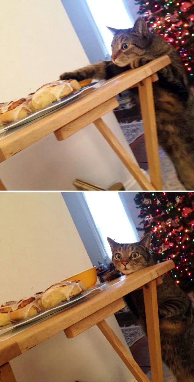 15 Momen Kocak Saat Kucing Terciduk Sedang Mencuri. Nggak Bisa Marah Saking Lucunya, kan? 20