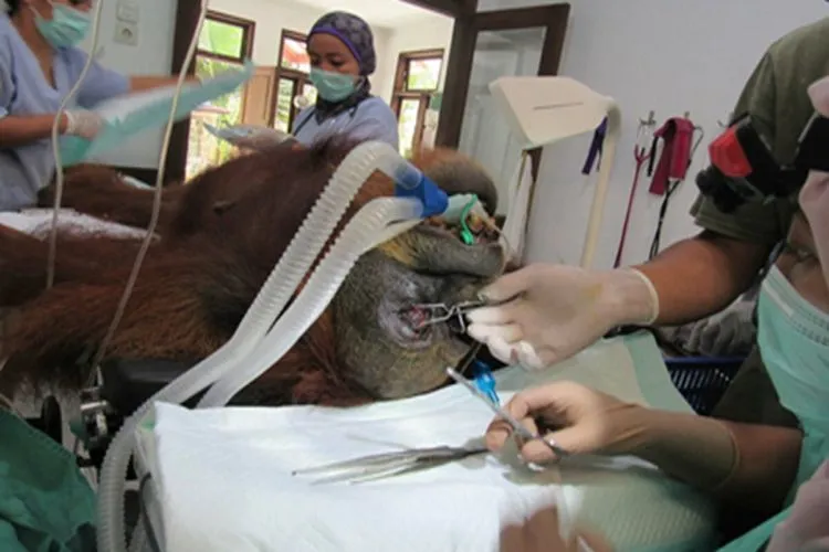 Kisah Pilu Orangutan di Aceh: Kehilangan Bayinya dan Diberondong 74 Peluru. Kondisinya Sampai Kritis 4