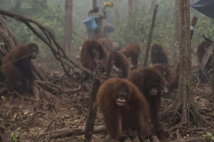 Kisah Pilu Orangutan di Aceh: Kehilangan Bayinya dan Diberondong 74 Peluru. Kondisinya Sampai Kritis 3