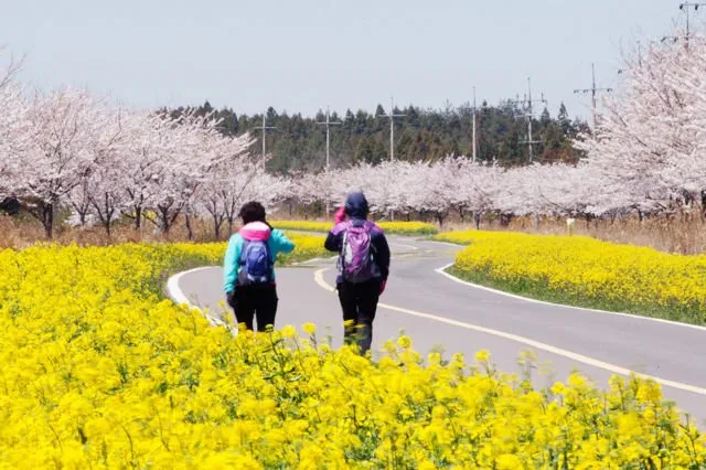 Panduan Liburan Anti Mahal ke Pulau Jeju, Korea Selatan. Nggak Butuh Visa Lho ke Sana! 11