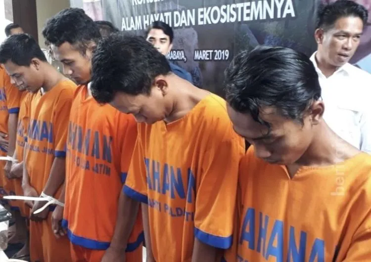 Sindikat Ilegal Perdagangan Komodo Terkuak. Hewan Langka Asal Indonesia Ini Dijual Ratusan Juta! 6