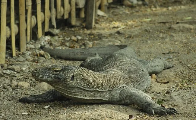 Sindikat Ilegal Perdagangan Komodo Terkuak. Hewan Langka Asal Indonesia Ini Dijual Ratusan Juta! 8