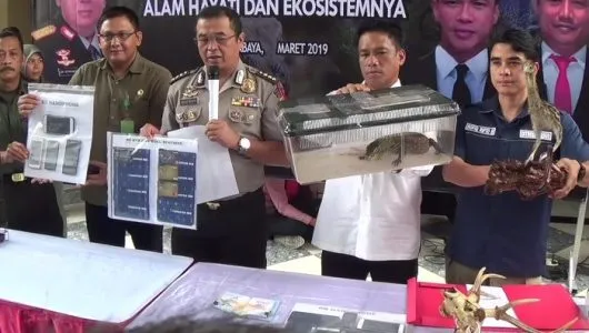 Sindikat Ilegal Perdagangan Komodo Terkuak. Hewan Langka Asal Indonesia Ini Dijual Ratusan Juta! 5