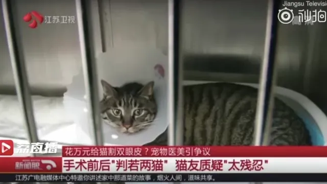 Cuma Karena Nggak Suka Bentuk Mata Kucingnya, Wanita Ini Habiskan Puluhan Juta Buat Oplas si Kucing 5