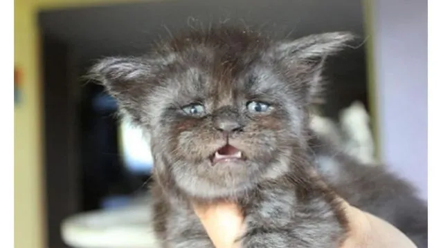 15 Momen Kocak Saat Kucing Terciduk Sedang Mencuri. Nggak Bisa Marah Saking Lucunya, kan? 27