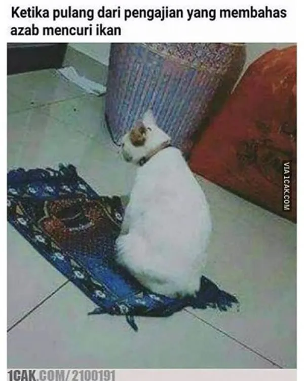 15 Momen Kocak Saat Kucing Terciduk Sedang Mencuri. Nggak Bisa Marah Saking Lucunya, kan? 30