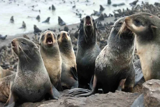 Video Anjing Laut Coba Perkosa Penguin Ini Sungguh Mengerikan. Tapi Ternyata Sering Terjadi Lo 7