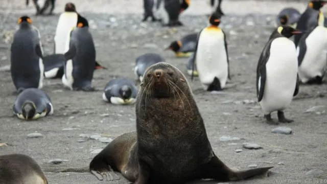 Video Anjing Laut Coba Perkosa Penguin Ini Sungguh Mengerikan. Tapi Ternyata Sering Terjadi Lo 5
