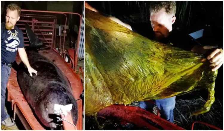 6 Cara yang Bisa Kita Lakukan untuk Selamatkan Biota Laut, Agar Tak Ada Lagi Paus Mati Karena Plastik 8
