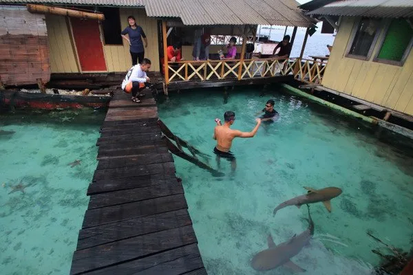 Misteri 110 Ikan Hiu Mati Mendadak di Penangkaran Karimunjawa. WWF: Hiu Tak Seharusnya Ditangkar 8