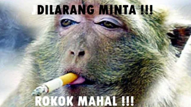 11 Potret Kocak Hewan Menantang Maut. Nekat Begini Udah Siap Masuk Surga Apa Gimana sih? 15