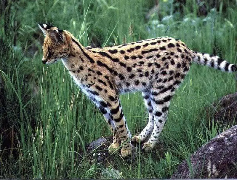 Mengenal Kucing Serval Milik Rachel Vennya, Kucing Mahal Afrika yang Harganya sampai Ratusan Juta 5