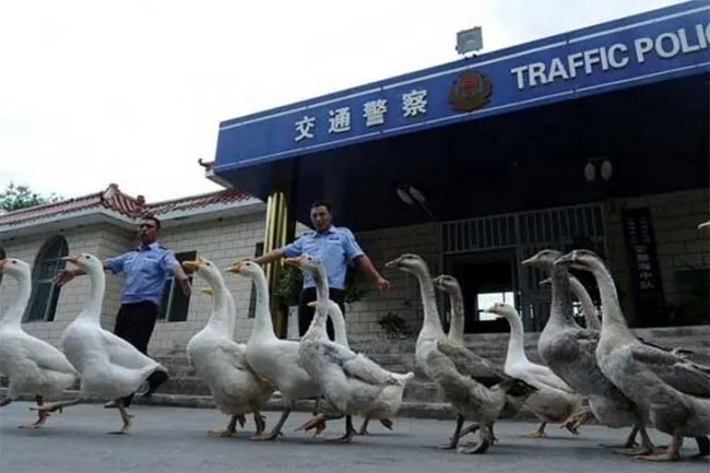 10 Hal Unik dan Aneh di China yang Nggak Ditemukan di Negara Lain. Bikin Geleng-geleng Kepala Deh! 14