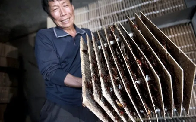 10 Hal Unik dan Aneh di China yang Nggak Ditemukan di Negara Lain. Bikin Geleng-geleng Kepala Deh! 15