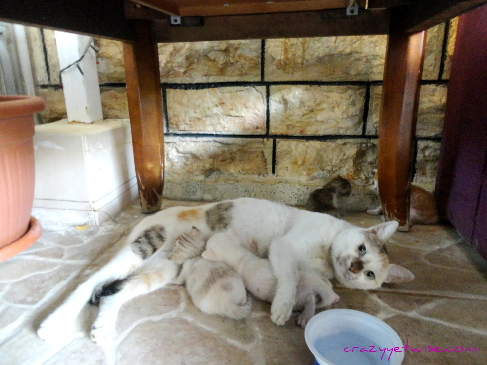 8 Ragam Perasaan Orang yang Takut sama Kucing. Di Saat Kalian Gemes dan Memujanya, Kami Gemetaran!!1 9