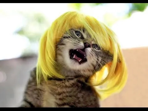 14 Model Rambut Kucing ini Pasti Bikin Kamu Mendadak Pengen Buka Salon. Gaya Banget nih~ 20
