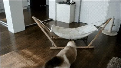 8 Ragam Perasaan Orang yang Takut sama Kucing. Di Saat Kalian Gemes dan Memujanya, Kami Gemetaran!!1 11