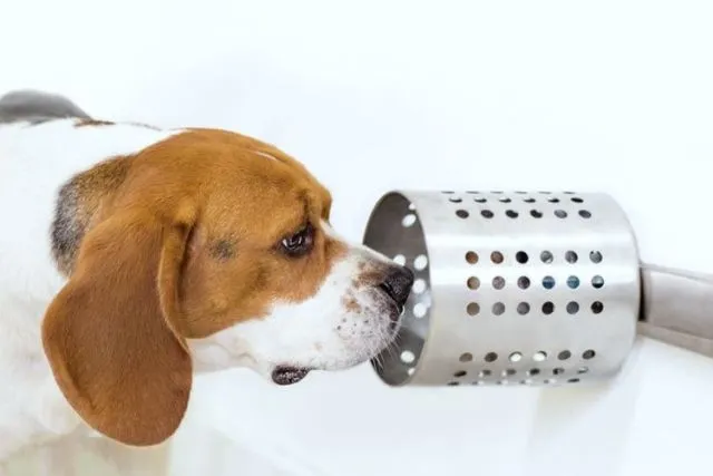 Menurut Studi Ini, Anjing Bisa dengan Akurat Cium 'Bau' Kanker. Akurasinya Bahkan Sampai 97% 5