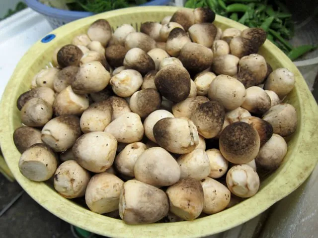 6 Jenis Jamur Bisa Dimakan, Enak Buat Lauk & Camilan 8