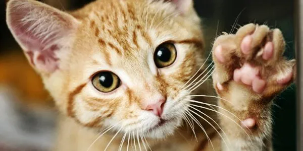 8 Ragam Perasaan Orang yang Takut sama Kucing. Di Saat Kalian Gemes dan Memujanya, Kami Gemetaran!!1 10