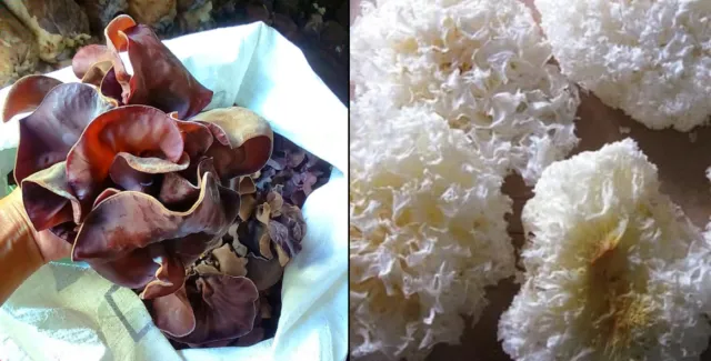6 Jenis Jamur Bisa Dimakan, Enak Buat Lauk & Camilan 10