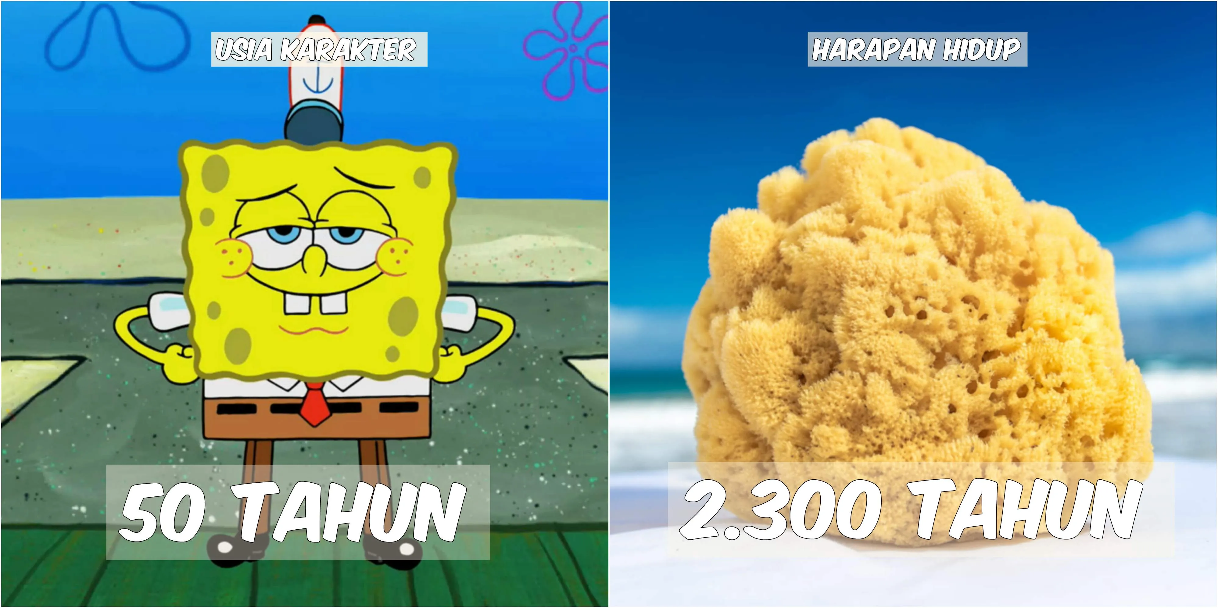 Usia 9 Karakter Spongebob VS Harapan Hidup Hewan di Lautan. Patrick Star Tinggal Setahun Lagi :(( 10