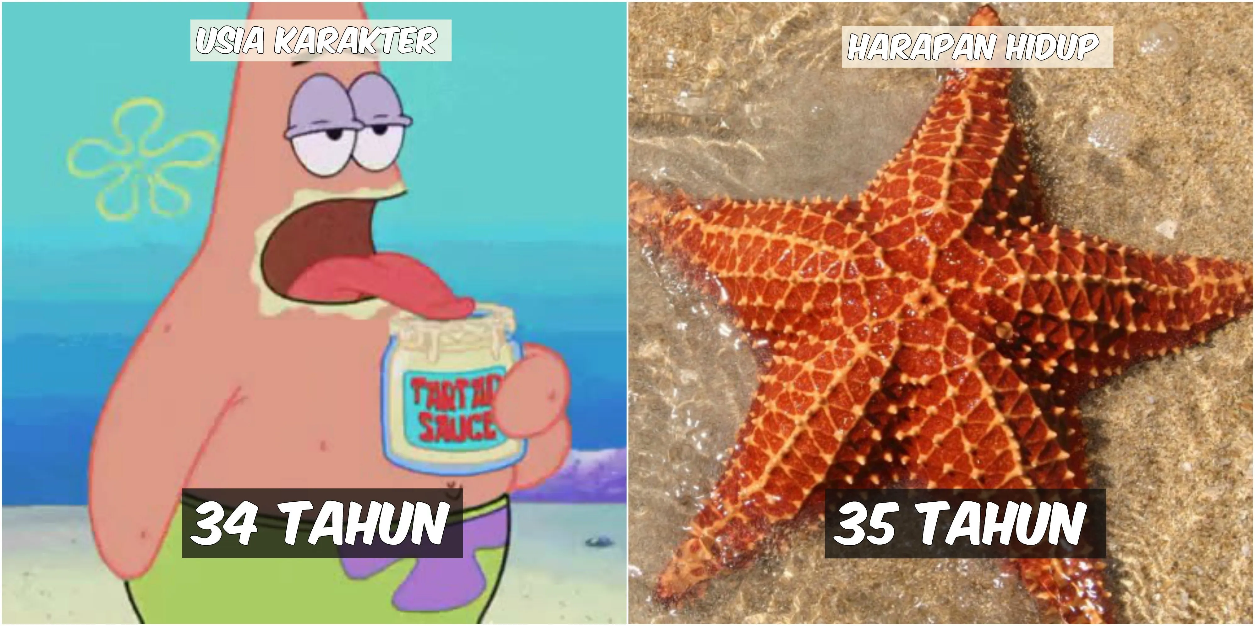 Usia 9 Karakter Spongebob VS Harapan Hidup Hewan di Lautan. Patrick Star Tinggal Setahun Lagi :(( 11