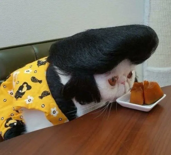 14 Model Rambut Kucing ini Pasti Bikin Kamu Mendadak Pengen Buka Salon. Gaya Banget nih~ 21