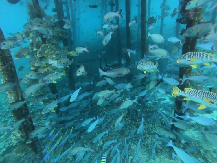 Cara Liburan Murah ke Raja Ampat : Ikut Trip One Day Tour, Hemat Waktu dan Hemat Uang! 5