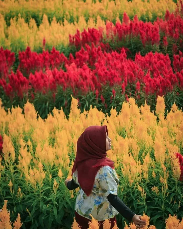 Setelah Pemilu Usai, Yuk Liburan ke 8 Destinasi Hits di Jogja. Biar Suasana Adem Kembali! 9