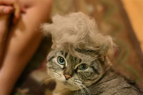 14 Model Rambut Kucing ini Pasti Bikin Kamu Mendadak Pengen Buka Salon. Gaya Banget nih~ 27