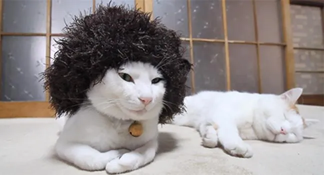 14 Model Rambut Kucing ini Pasti Bikin Kamu Mendadak Pengen Buka Salon. Gaya Banget nih~ 23