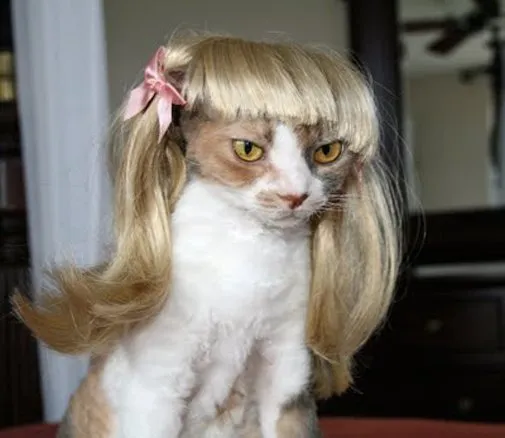 14 Model Rambut Kucing ini Pasti Bikin Kamu Mendadak Pengen Buka Salon. Gaya Banget nih~ 16