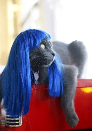 14 Model Rambut Kucing ini Pasti Bikin Kamu Mendadak Pengen Buka Salon. Gaya Banget nih~ 28