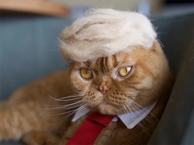 14 Model Rambut Kucing ini Pasti Bikin Kamu Mendadak Pengen Buka Salon. Gaya Banget nih~ 17