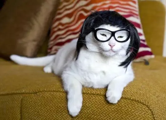 14 Model Rambut Kucing ini Pasti Bikin Kamu Mendadak Pengen Buka Salon. Gaya Banget nih~ 22