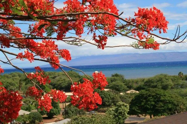 Kota Larantuka, Destinasi Wisata Religi di Ujung Timur Flores. Sempatkanlah Liburan ke Sana! 10