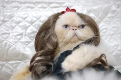 14 Model Rambut Kucing ini Pasti Bikin Kamu Mendadak Pengen Buka Salon. Gaya Banget nih~ 26