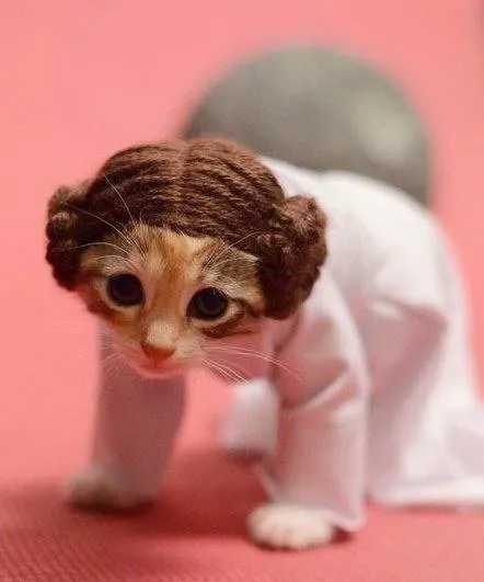 14 Model Rambut Kucing ini Pasti Bikin Kamu Mendadak Pengen Buka Salon. Gaya Banget nih~ 25
