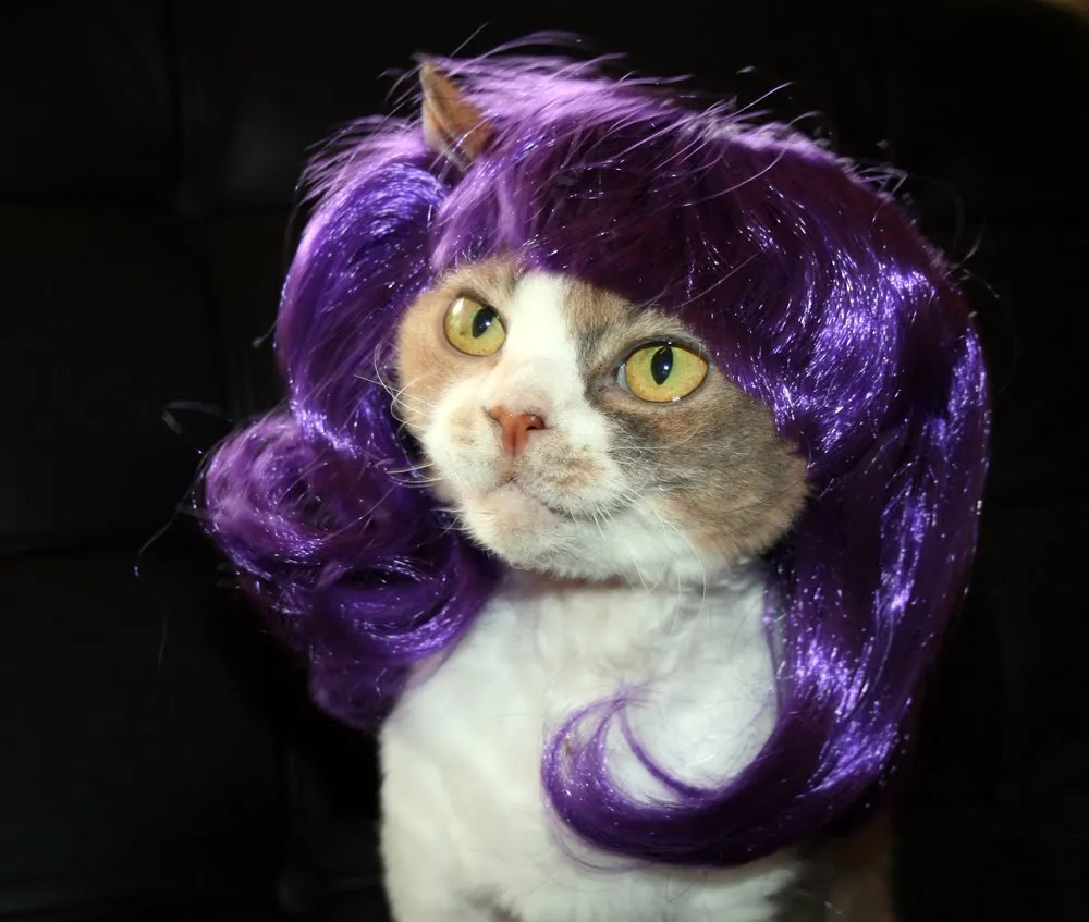 14 Model Rambut Kucing ini Pasti Bikin Kamu Mendadak Pengen Buka Salon. Gaya Banget nih~ 18