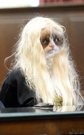 14 Model Rambut Kucing ini Pasti Bikin Kamu Mendadak Pengen Buka Salon. Gaya Banget nih~ 15