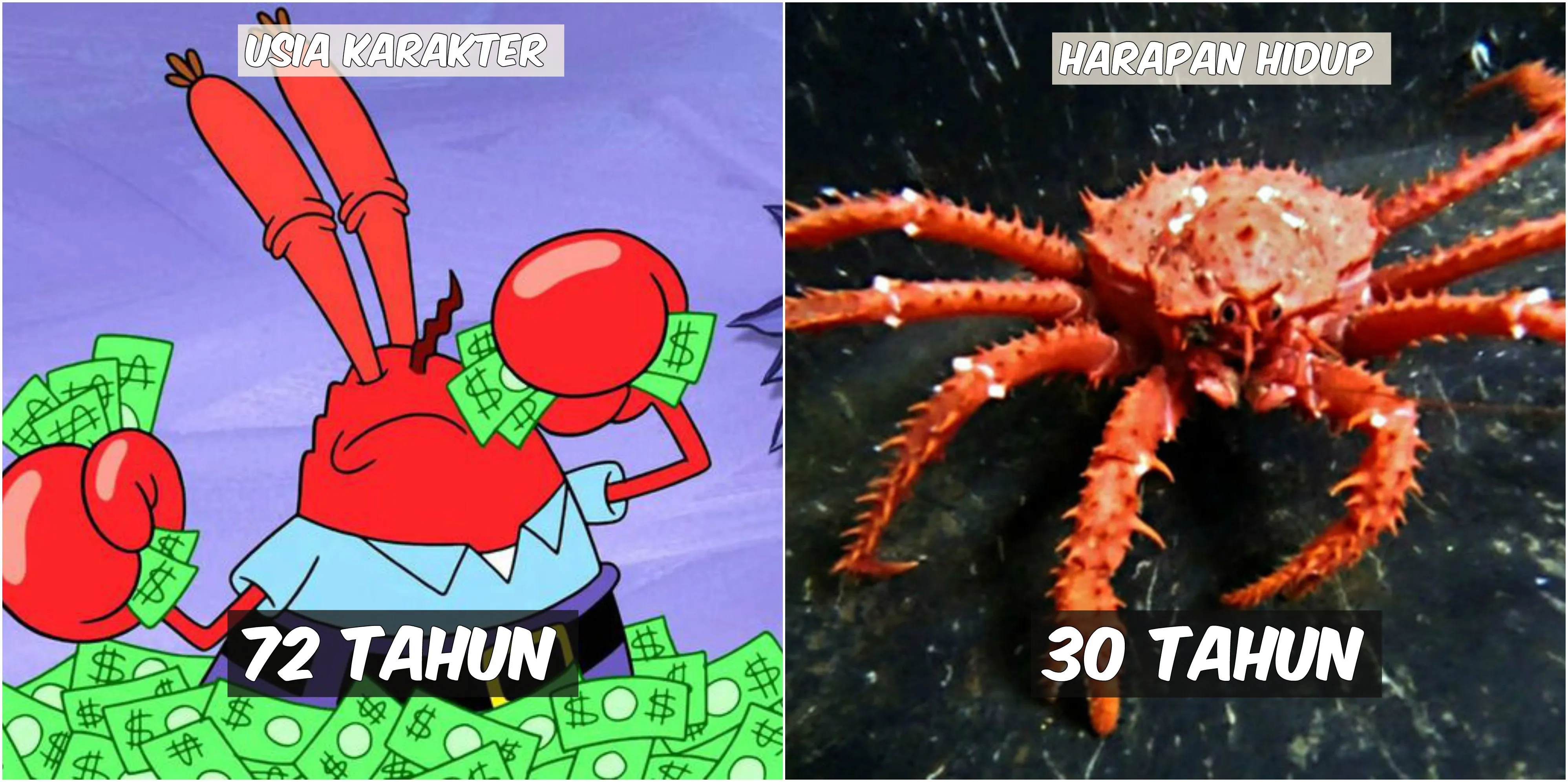 Usia 9 Karakter Spongebob VS Harapan Hidup Hewan di Lautan. Patrick Star Tinggal Setahun Lagi :(( 12