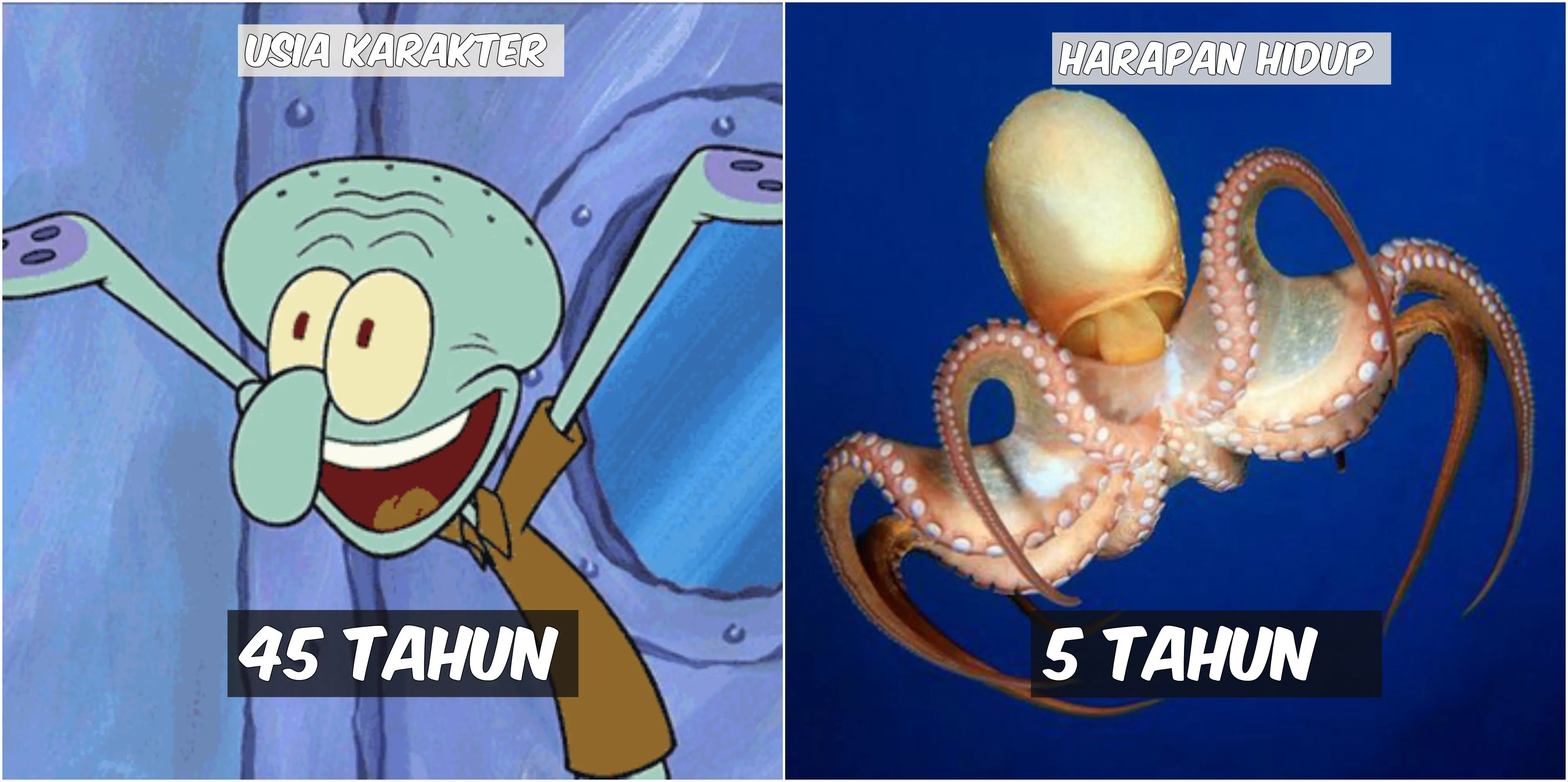 Usia 9 Karakter Spongebob VS Harapan Hidup Hewan di Lautan. Patrick Star Tinggal Setahun Lagi :(( 13