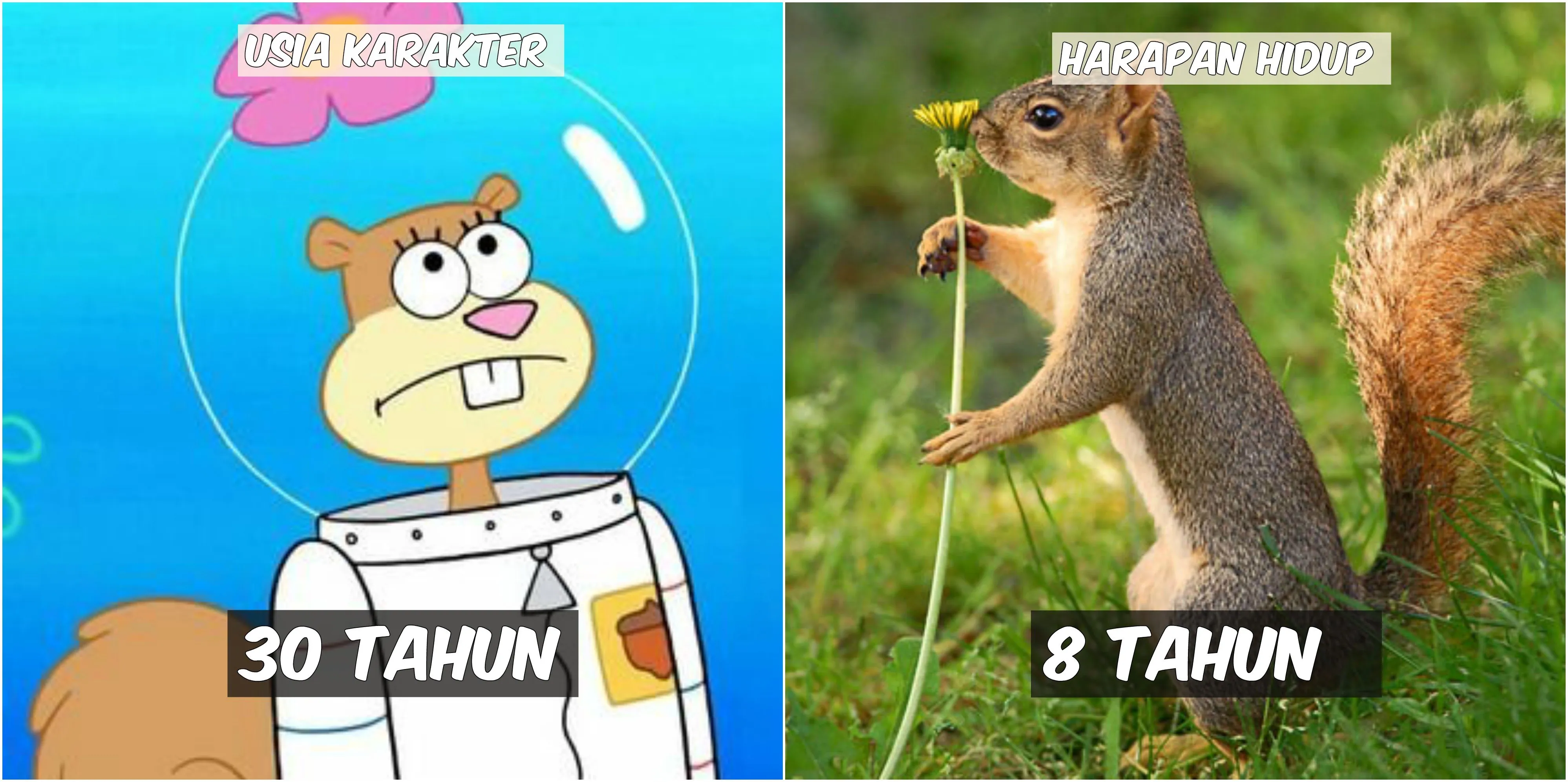 Usia 9 Karakter Spongebob VS Harapan Hidup Hewan di Lautan. Patrick Star Tinggal Setahun Lagi :(( 18